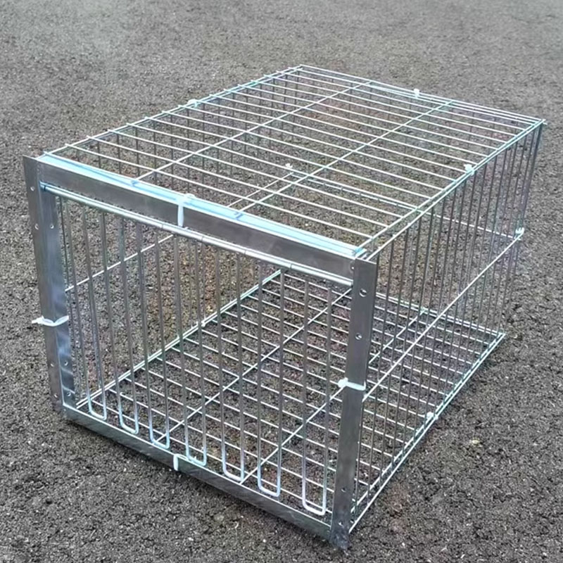 Piège à oiseaux pour pigeons galvanisé pliable au milieu, Cage pour pigeons furaux, voie humaine avec l'entrée unidirectionnelle, piégeage des pigeons, des colombes dans les cages