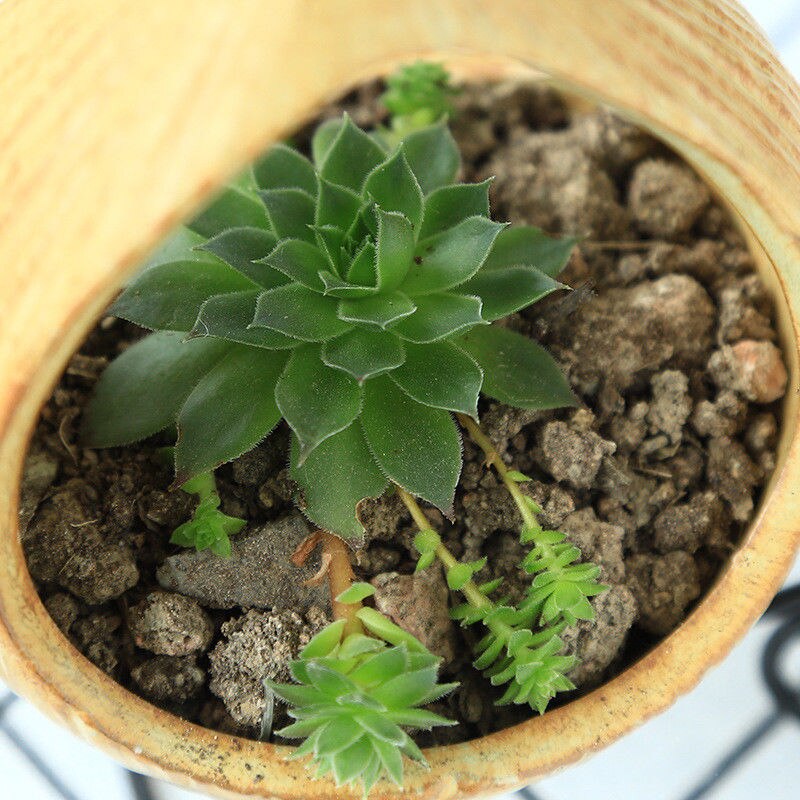 Jern og tre vase plantebord skrivebord hydroponics plante bonsai blomsterpotte hengende potter med jernbrett hjemmeinnredning