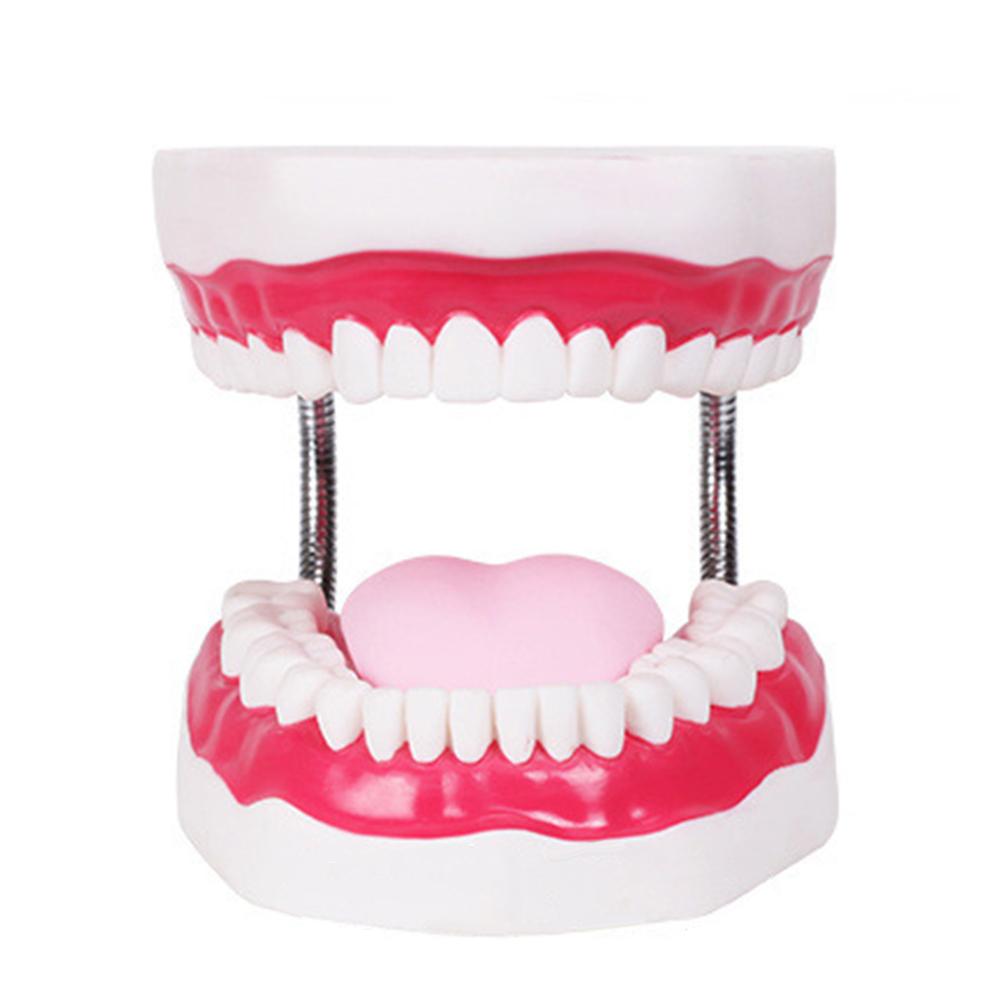 Dental Brushing Model with Tongue and Giant Denture Teaching Study Brushing Tooth Model Tools