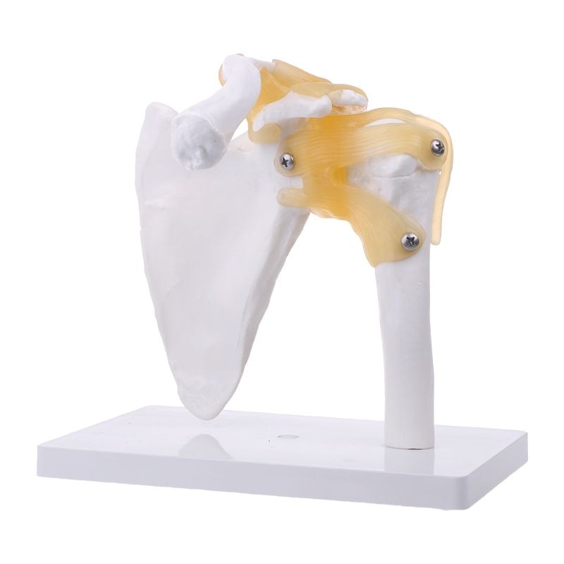 Modelo anatômico funcional de tamanho da vida, esqueleto de anatomia humana, modelo de osso das articulações, ombro, músculo para ensino, ferramenta de estudo