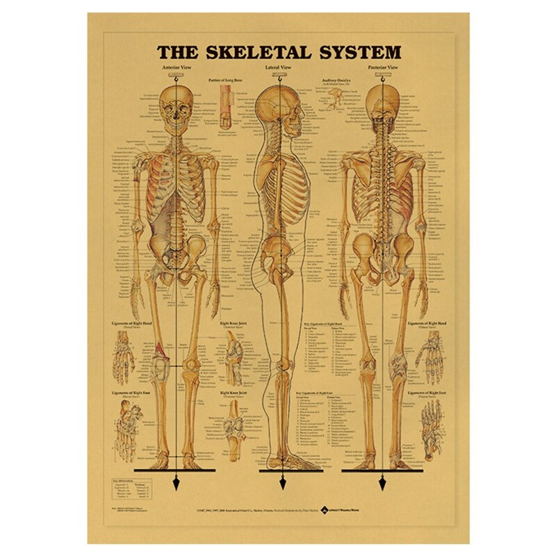 Póster del esqueleto del cuerpo para decoración del hogar, cuadro adhesivo para pared, estructura del sistema nervioso, Retro, papel Kraft: Default Title
