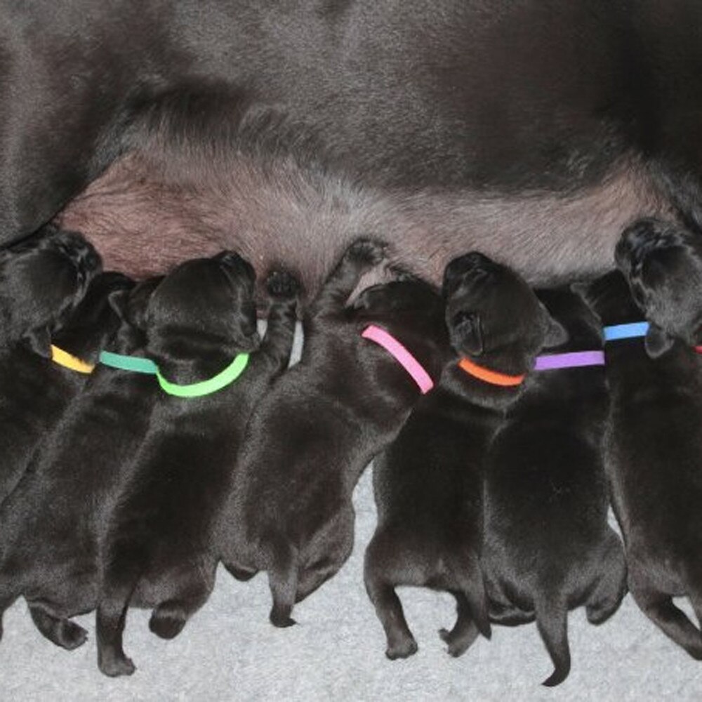 12 st valp hund kattunge id halsband nyfödda justerbara magic stick husdjur whelping id krage återanvändbara band justerbara uppfödare