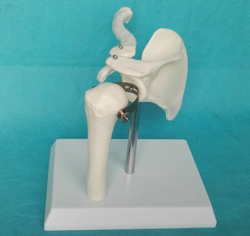 1: 1 shoulder joint model bones Teaching of skeleton medicine