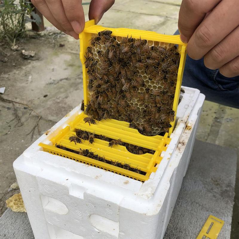 Høst bi bikubeboks biavl konge kasse bestøvning til bi bestøvning biavl værktøj hjem bikube kasse biavl udstyr