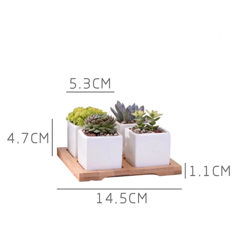 Hvid porcelæn sukkulenter potte grønne planter urtepotte med bambus bakke kontor bordplade planter kortfattet vase boligindretning: Jeg