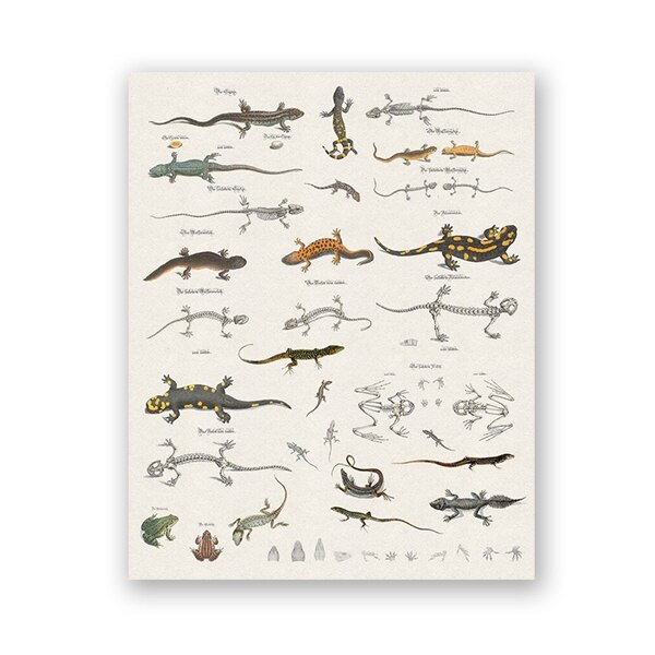 Hagedis Grafiek Prints Reptielen Natuurlijke Geschiedenis Educatief Poster Klaslokaal Decor Dier Zoölogie Poster Kraftpapier: 42x30cm No Frame