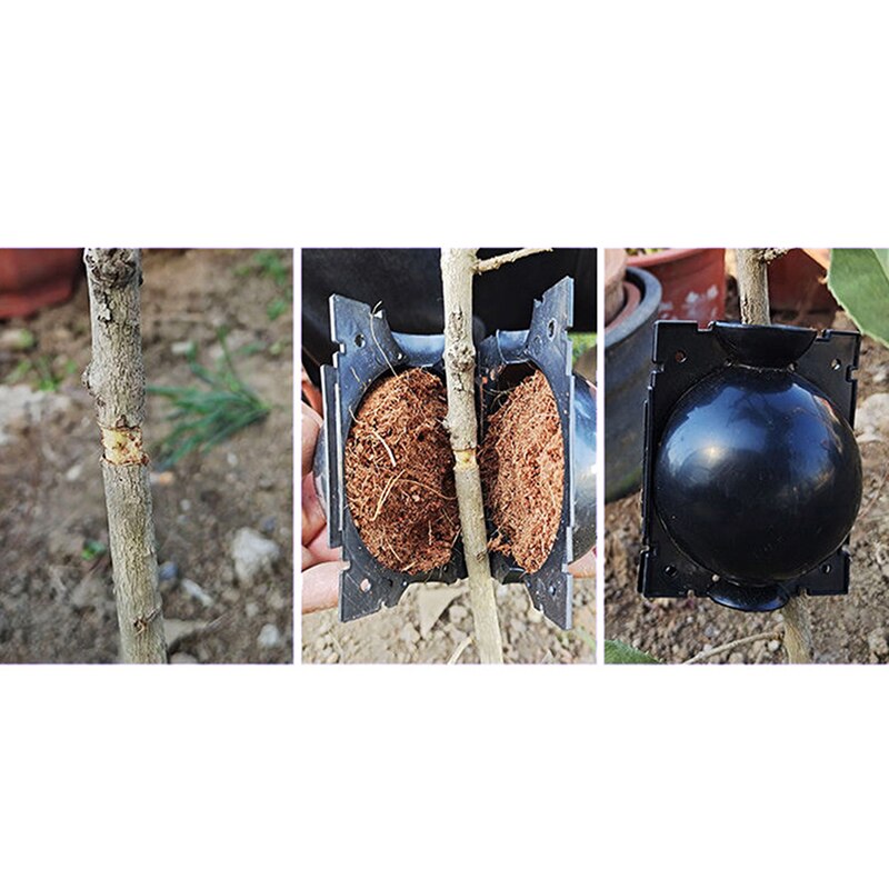 Plant Kluit Zichtbaar Wortel Graft Groeiende Doos Plant Wortel Hoge Druk Bal