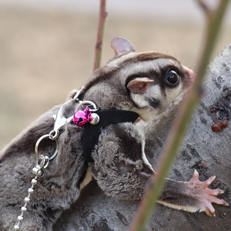 Sugar Glider Towing Harness Little Pet Outdoor Collar 3 Size In One Anti-lost Clothes Leash For Small Pet Supplies Leashes ZA212: black