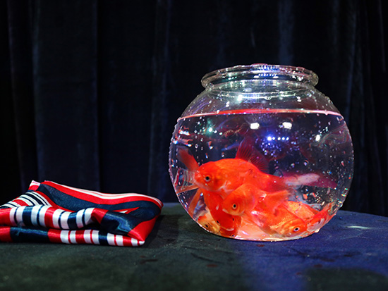Filles de poisson rouge pour tours de magie en close-up, accessoire de mentalisme