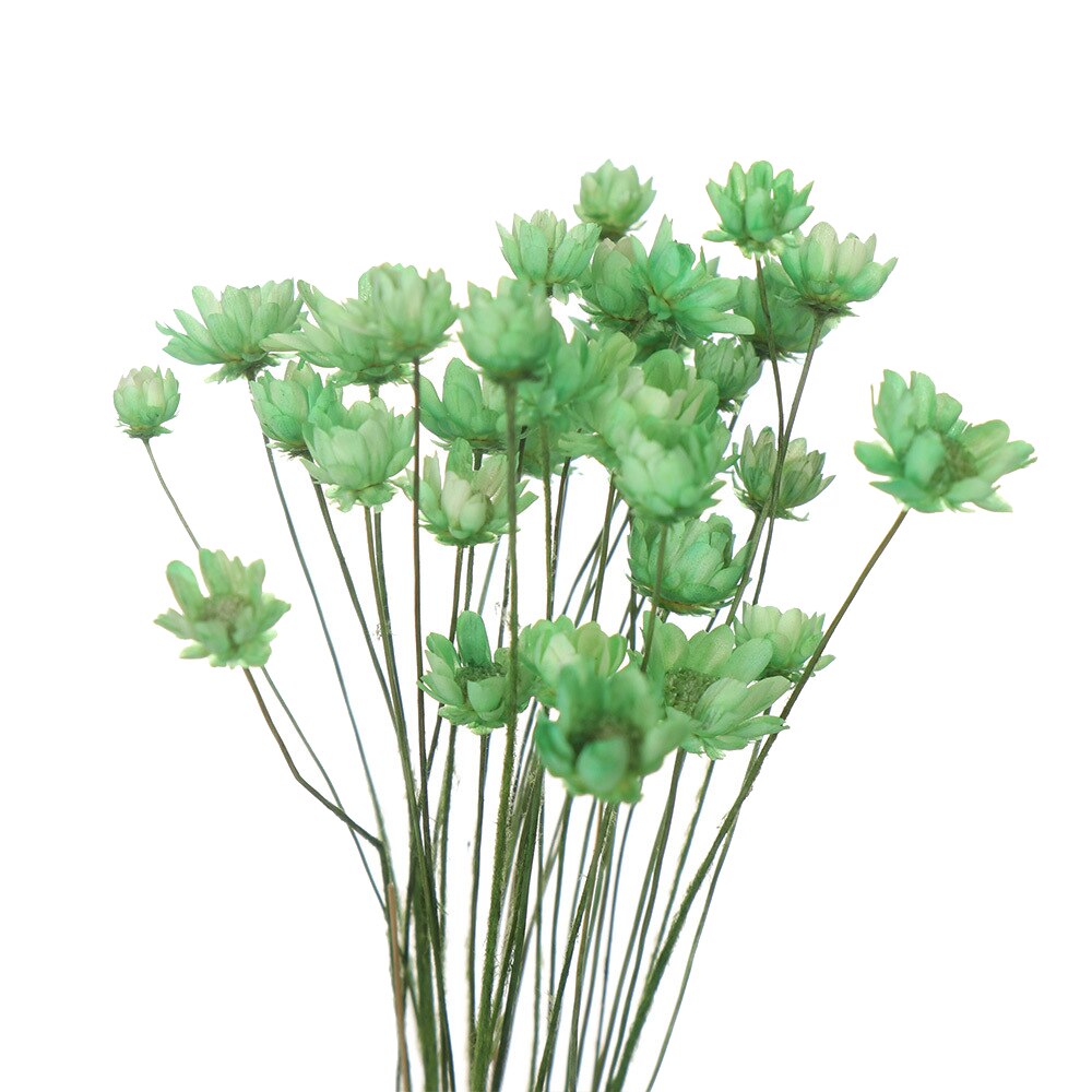 Flores secas frescas naturales de margaritas, ramo para la boda, decoración del hogar, Fondo de fotografía: 03