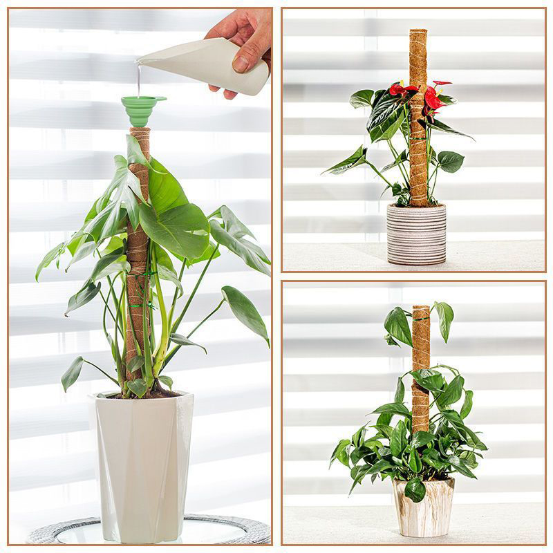 Klimpaal Plant Ondersteuning Indoor Klimplanten Staak