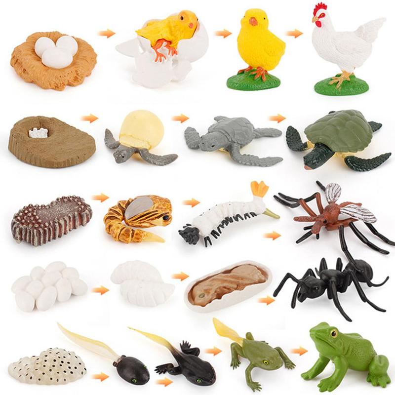 1 Set simulazione animali modello ciclo di vita giocattolo cognitivo rane/tartaruga/formica/zanzara/pollo modello ciclo di crescita giocattolo di educazione precoce