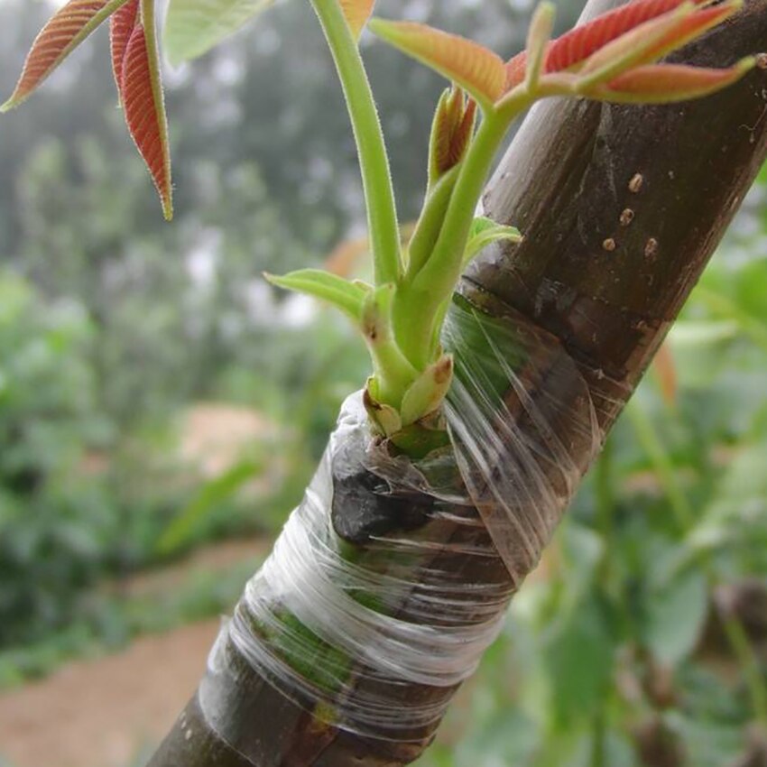 2 cm 2.5 cm 3 cm largeur ruban de greffage auto-adhésif agricole arbre fruitier ceinture en plastique Transparent Film extensible greffage Bandage