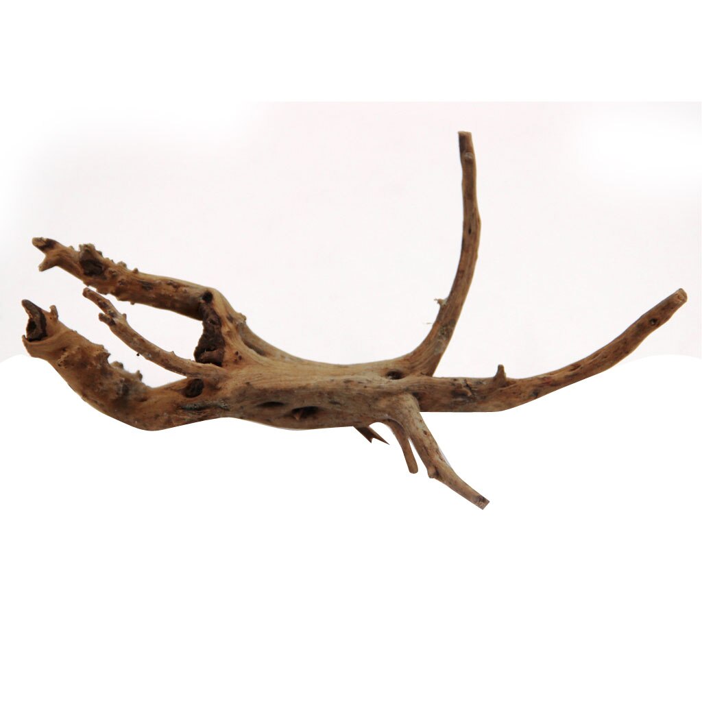 Reptilien Badebecken & Futterschale | Anti-Rutsch Für Schildkröten & Echsen