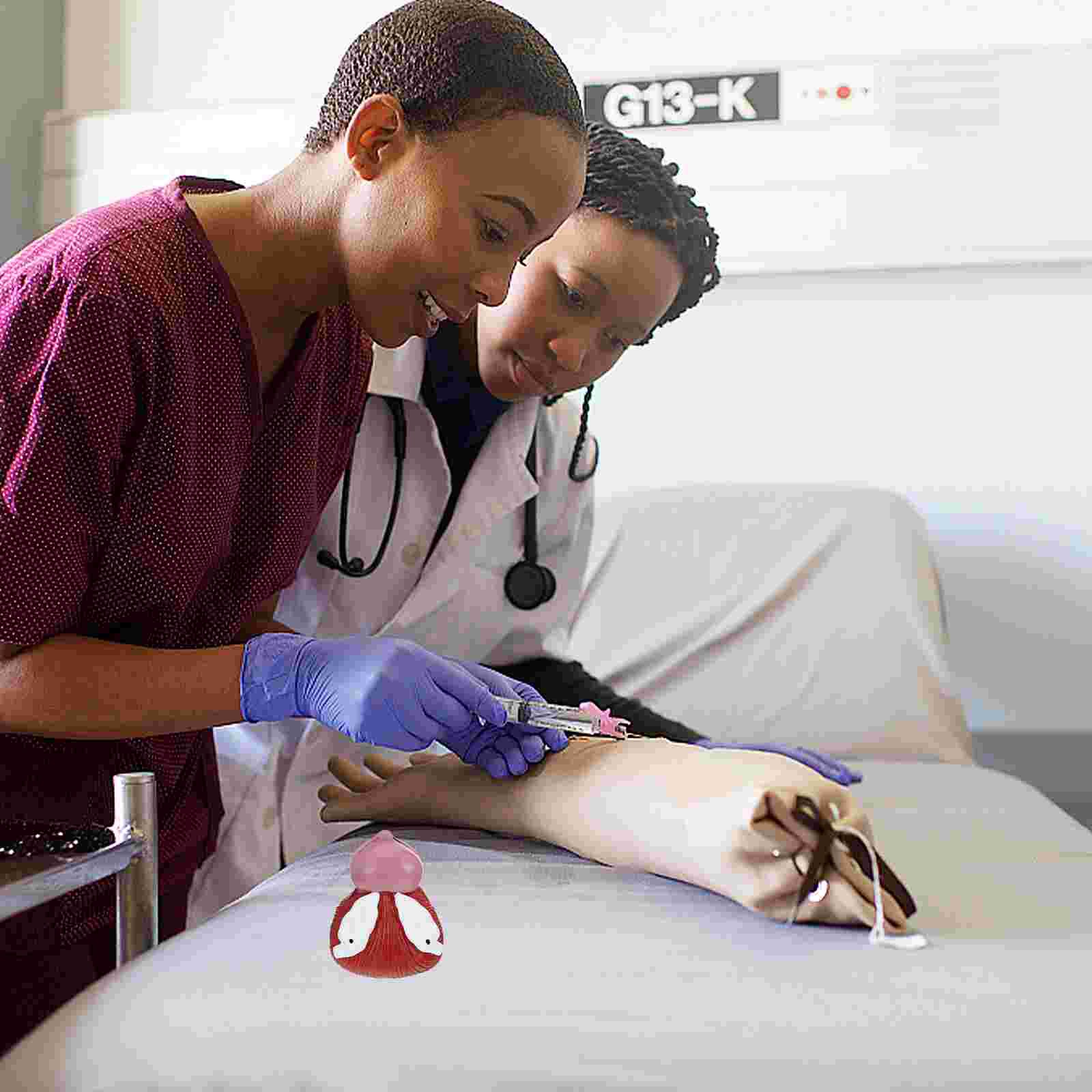 1pc Bladder Anatomical Model Prostate Anatomical Demonstration Model for School