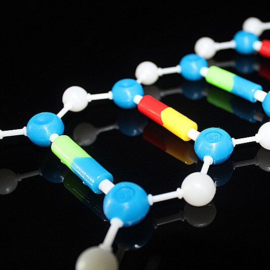 Dna model kit biologiske molekylære modeller dobbelt helix molekylær struktur model deoxyribonukleinsyre 10 lag undervisningsredskaber