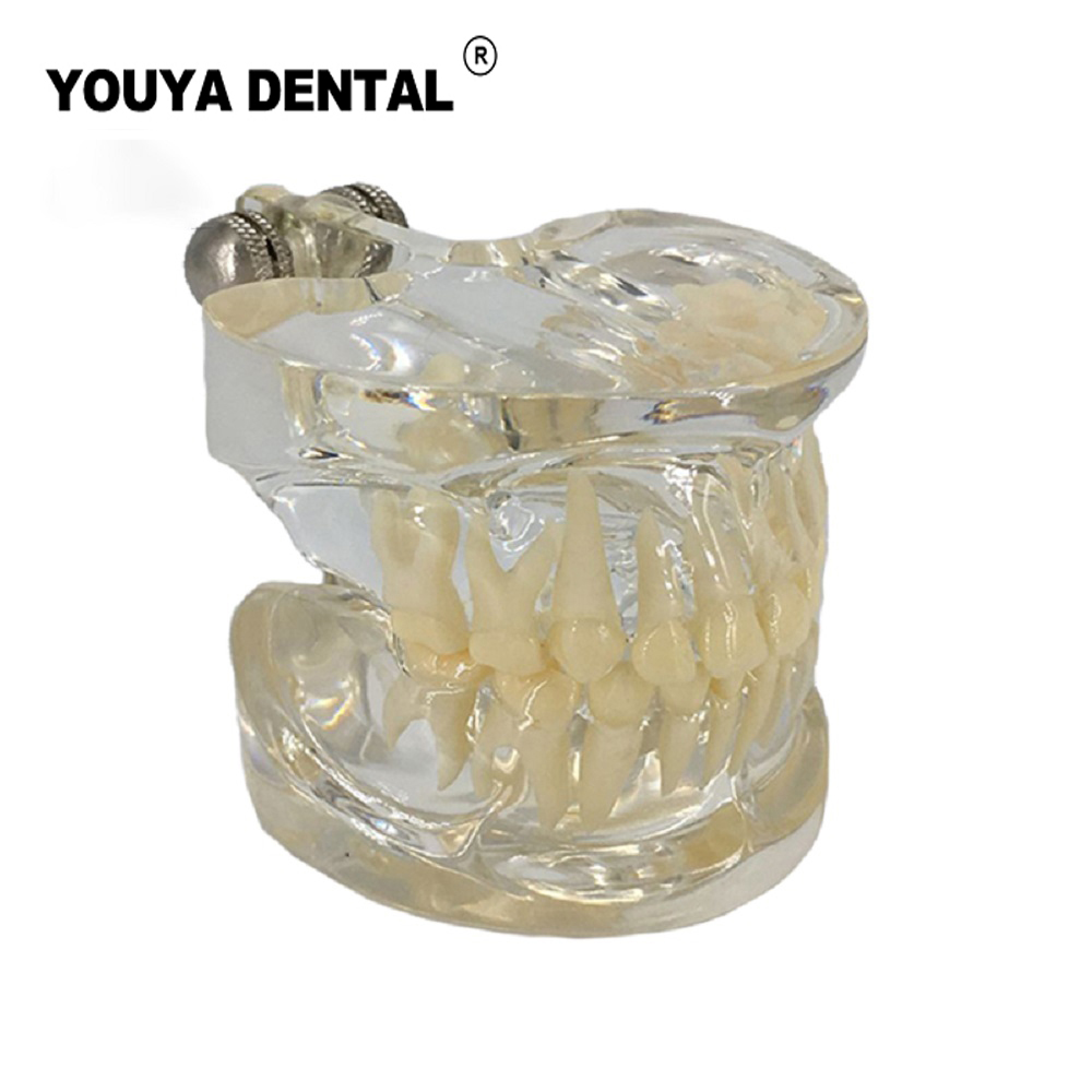 Dental Teaching Model Children Deciduous Tooth Permanent Teeth Alternating Study Pediatric Dental Pathology Preventive Model