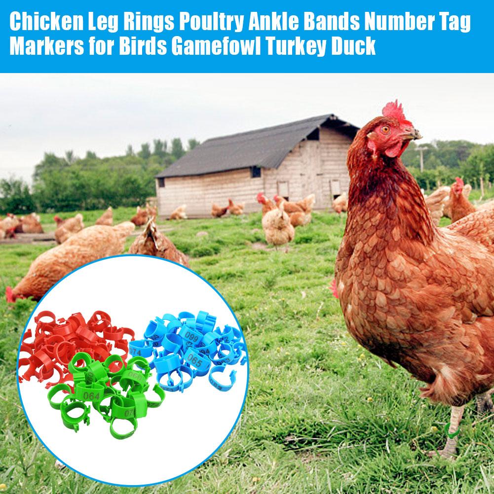 100 stk / sæt kyllingebenringe 20 mm fjerkræ ankelbånd nummermærke 3 farver til fugle vildt fjerkræ kalkunand