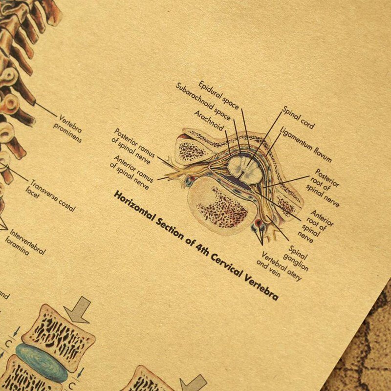 Retro Human Body Structure Diagram Back Spine Nerve Structure Diagram Poster Home Decor Kraft Paper Wall Sticker 42x30cm