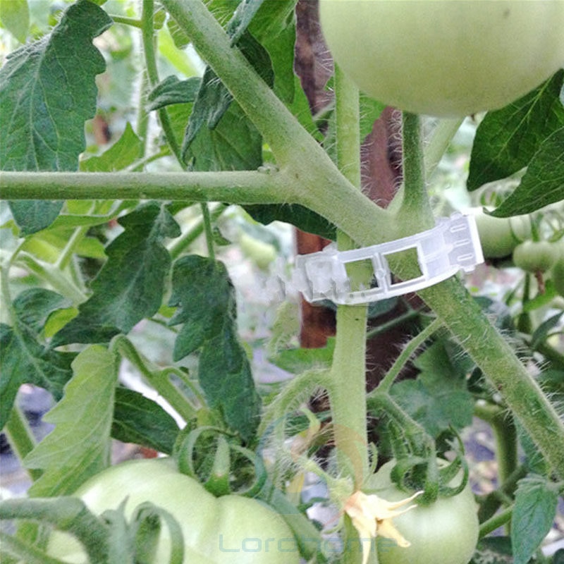 50 Pcs Tomaat Veggie Tuin Plant Ondersteuning Clips Voor Latwerk Twine Kas Invernadero