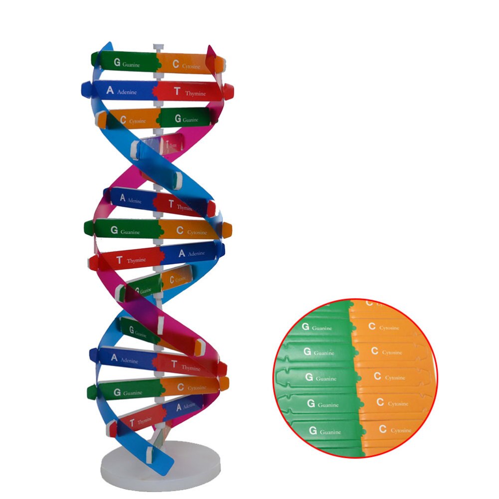Diy dna dobbelt helix model biologisk videnskab eksperiment værktøj menneskelige gener læringsværktøj til skolekontor