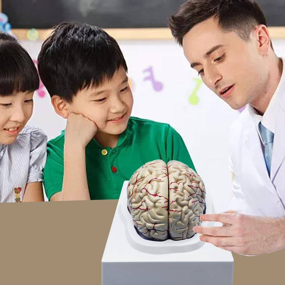 Human Brain Model Accurate Brain Anatomy Props For Science Classroom Study Display Teaching Toys For Children