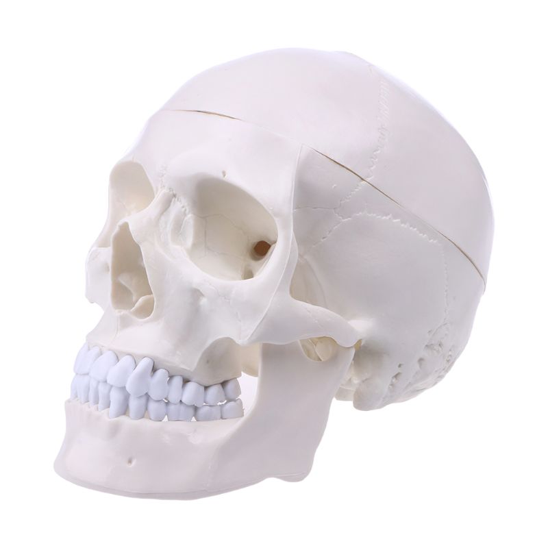 Human Anatomical Anatomy Head Skeleton Skull Teaching Model School Supplies Study Tool 16FB