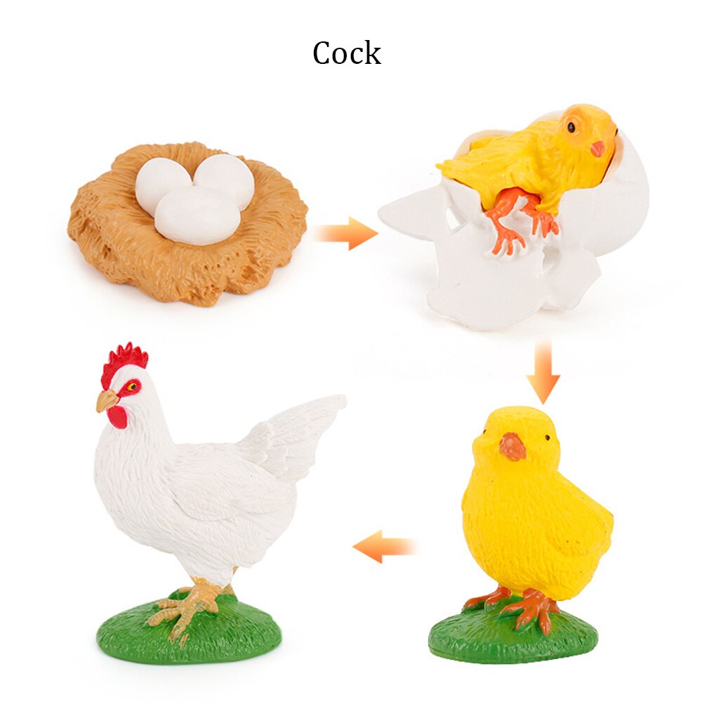 Simulation Animals Growth Cycle ButterflyLadybug Chicken Life Cycle Figurine Plastic Models Action Figures Educational Kids Toy