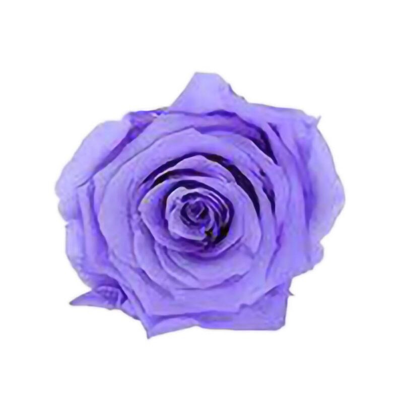 6 Roses Dried Flower Flower Head Eternal Flower B-class Wedding Family Decoration Valentine's Day Mother's Day