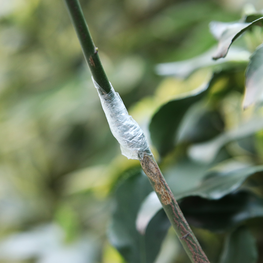 100M/roll Grafting Tape Garden Tools Fruit Tree Secateurs Engraft Branch Gardening bind belt PVC tie Tape Plant Tree Tape