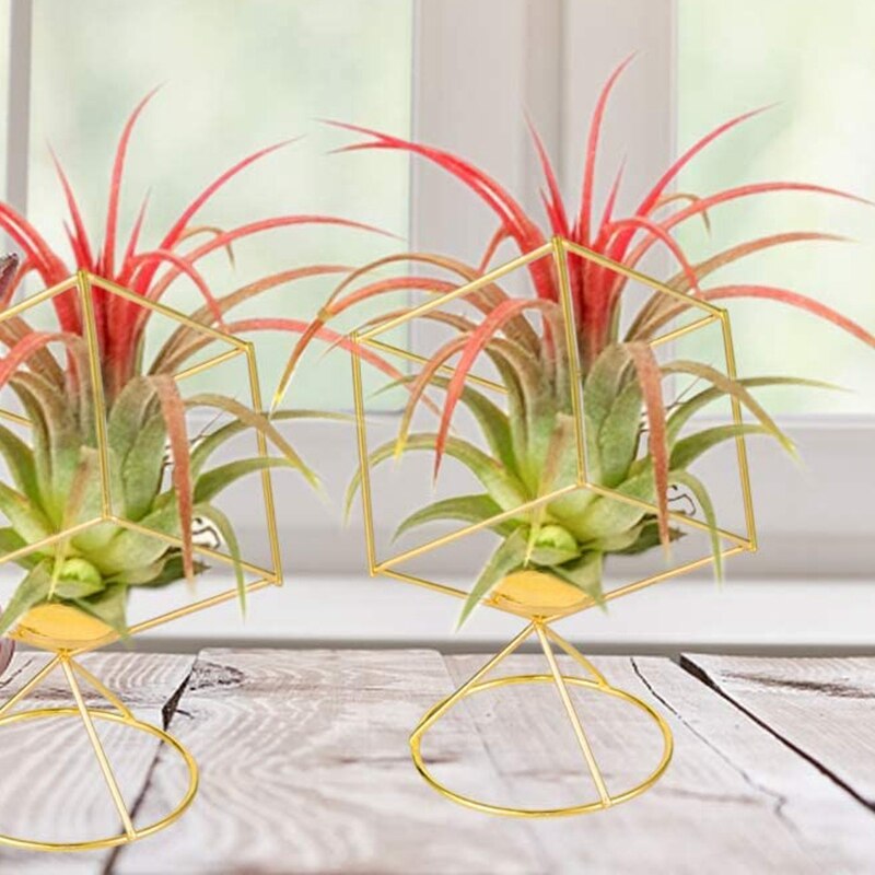 2 pack luftväxthållare tillandsia luftväxter står hängande behållare displayställ för idé