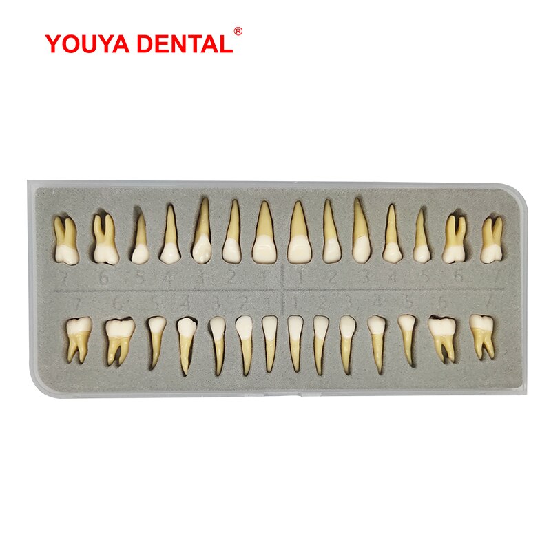 28pcs Dental Model Resin 1:1 Permanent Tooth Model With Pulp Cavity Simulation Isolated Oral Teeth Dentistry Material Supplies