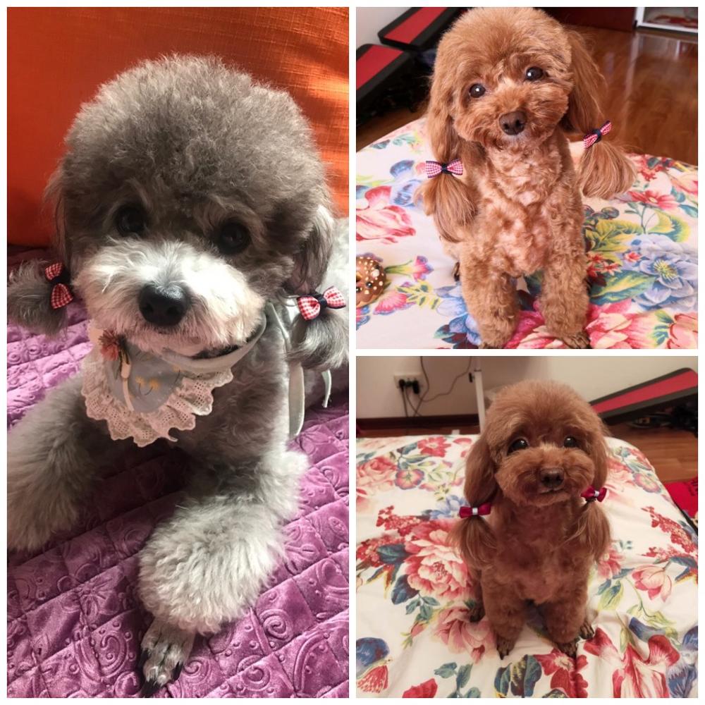 Hundehårssløjfer Petalk - 10/20/50 Par - Grooming Klips til Yorkshire, Malteser