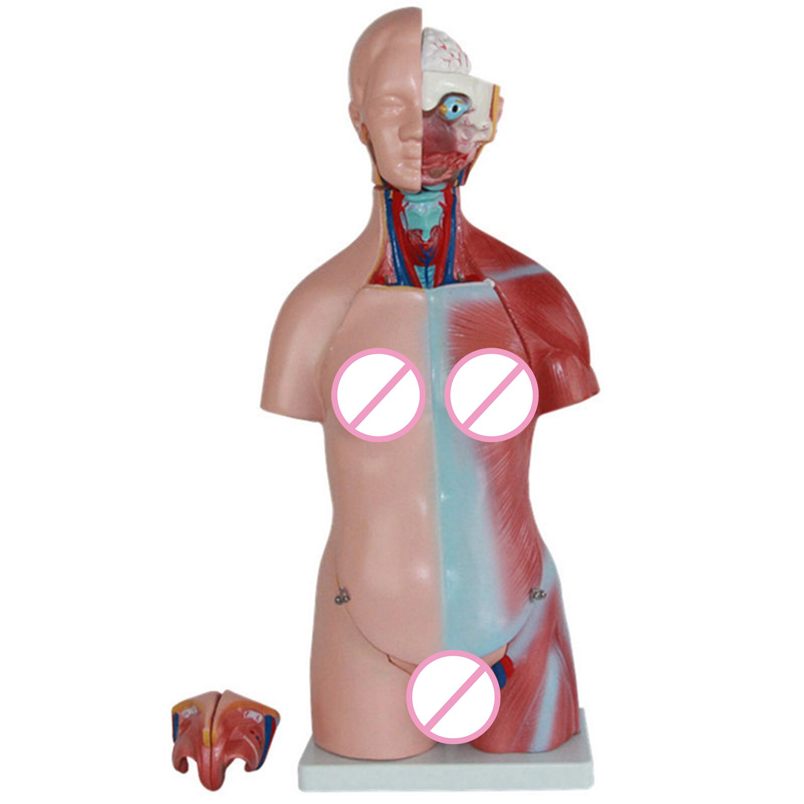 4D Anatomical Assembly Model of Human Organs for Teaching Education School C44