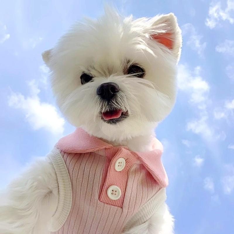 Sommer-Hunde-Poloshirt, Welpenweste, Hundekleidung für kleine Hunde, Katze, Hund, kühlendes Hemd, Chihuahua, Yorkshire, Bichon, Mädchen-Hunde-T-Shirt