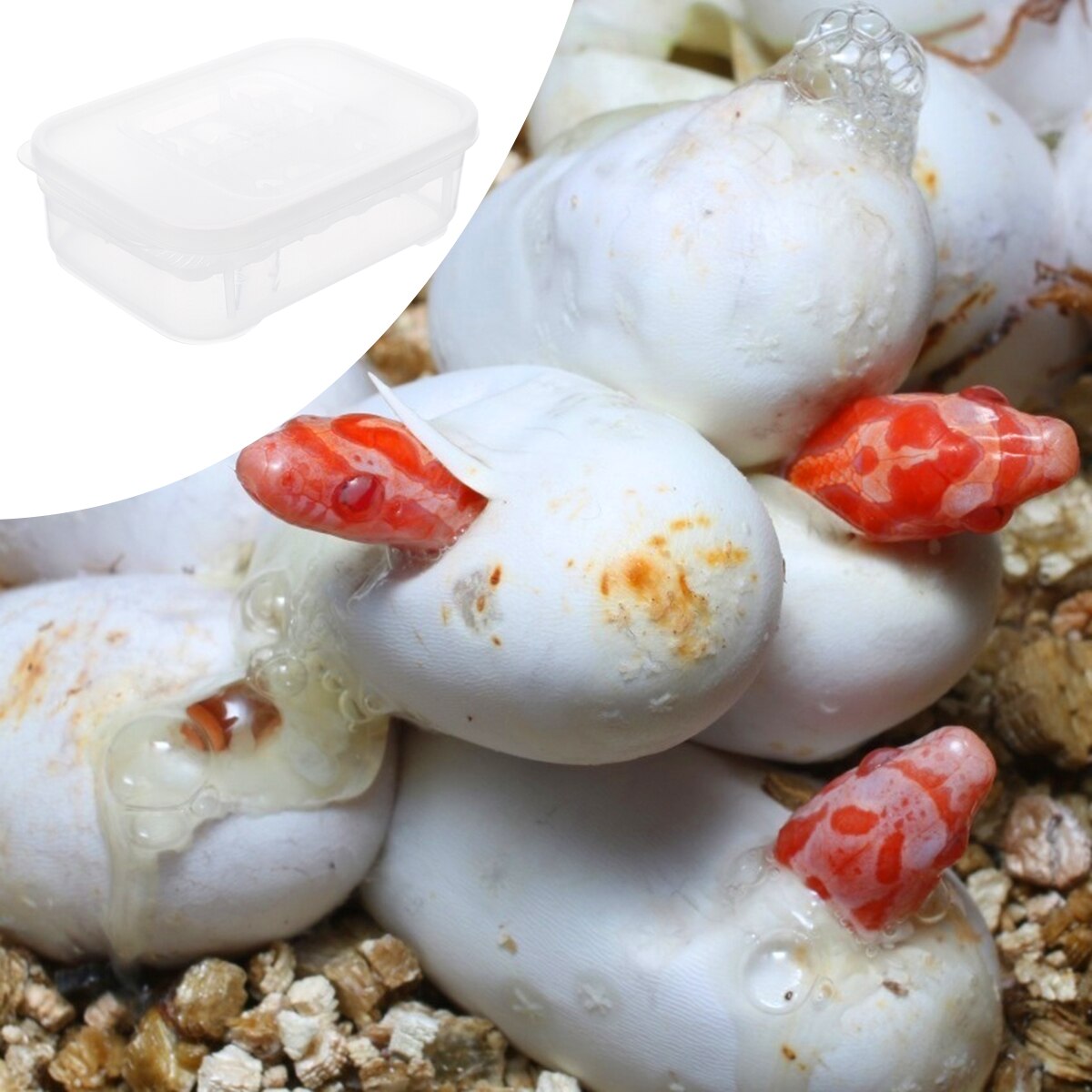 Reptile Breeding Box Reptile Lizard Incubation Box Hatchery Box Container