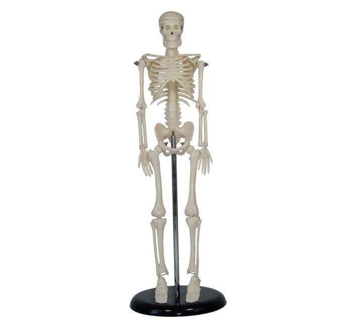 Full-body menselijk model 45 cm skelet model 45 met bodemplaat