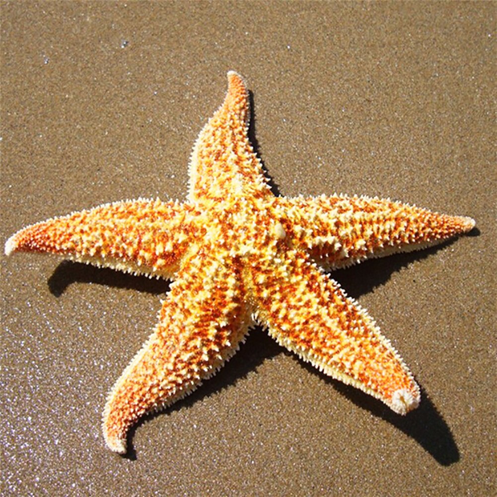 Estrella de mar seca, estrella de mar, artesanía de playa, de boda, decoración del hogar, , estrella de mar estrela do mar, pez estrella de mar, 2 uds.