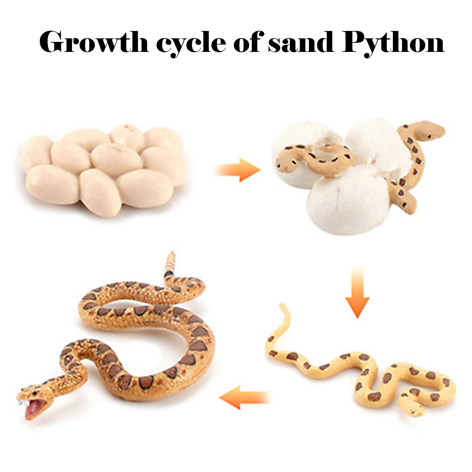 Simulatie Snake Groei Levensduur Speelgoed Set Snake Ei Incubatie Opgroeien Biologie Speelgoed Kinderen Kids Cognitie Educatief Speelgoed