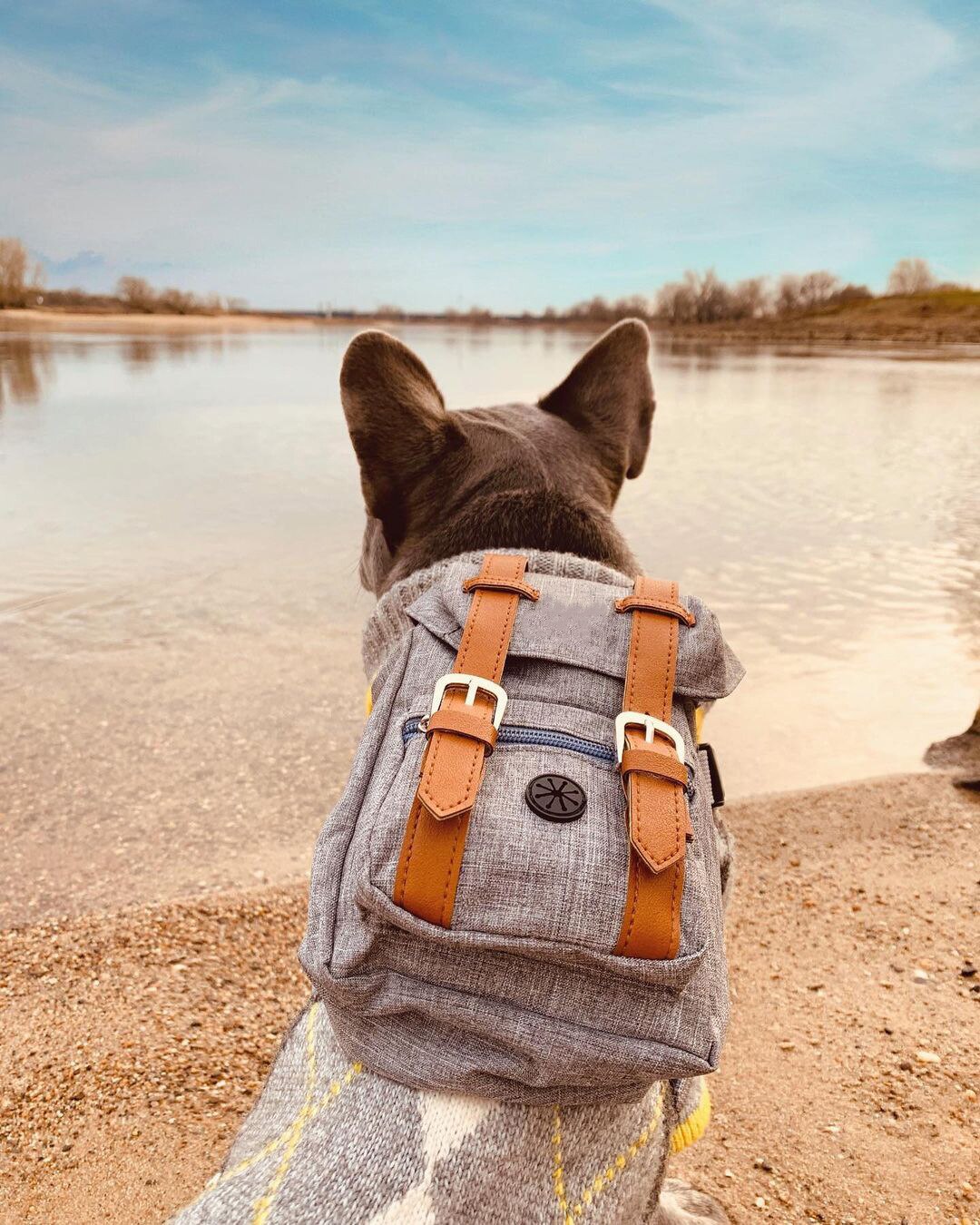 Mochila de viaje para Perros Bulldog, bolsa de transporte de estilo británico para perros pequeños, a la , accesorios para perros