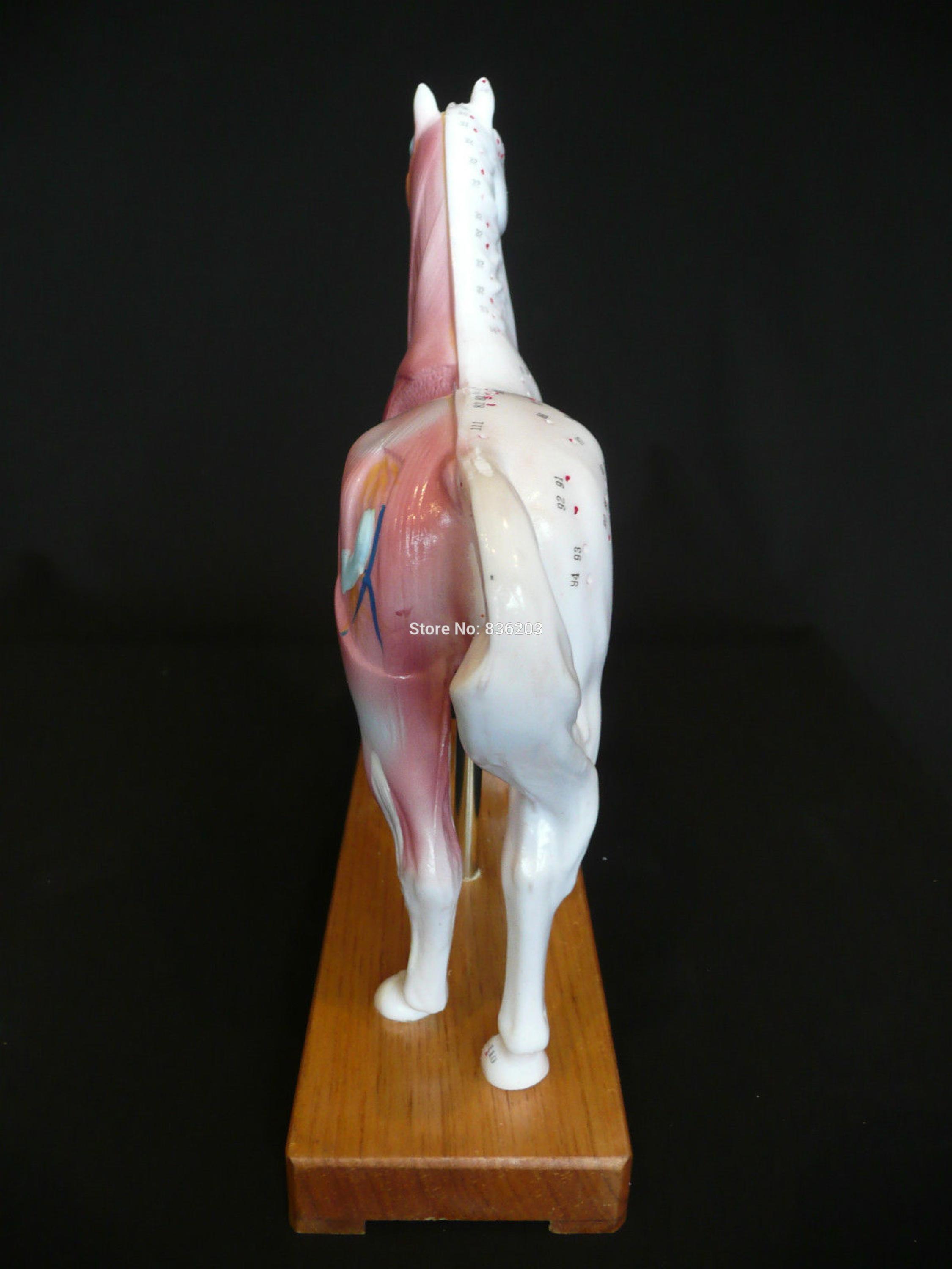 Der tierarzt Pferd Pferde- Akupunktur Modell in Trauma anatomie Skelett Zahn anatomischen schatten medizinische ausbildung trainingsmodelle