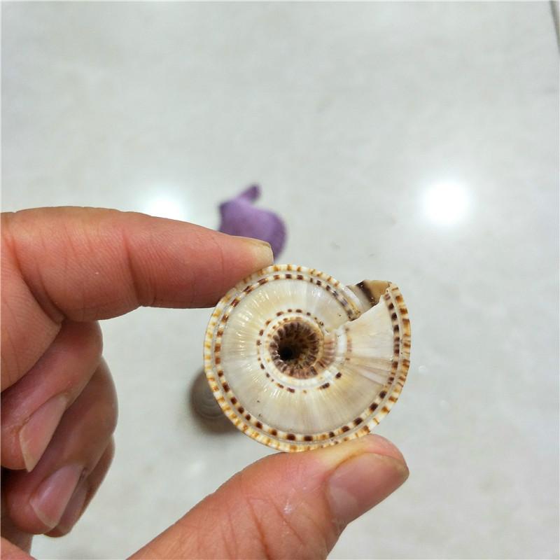 Schelpen Thuis Aquarium Vloer Decoratie Schelpen Decoratieve Zeeslakken Mediterrane Stijl Decoratie