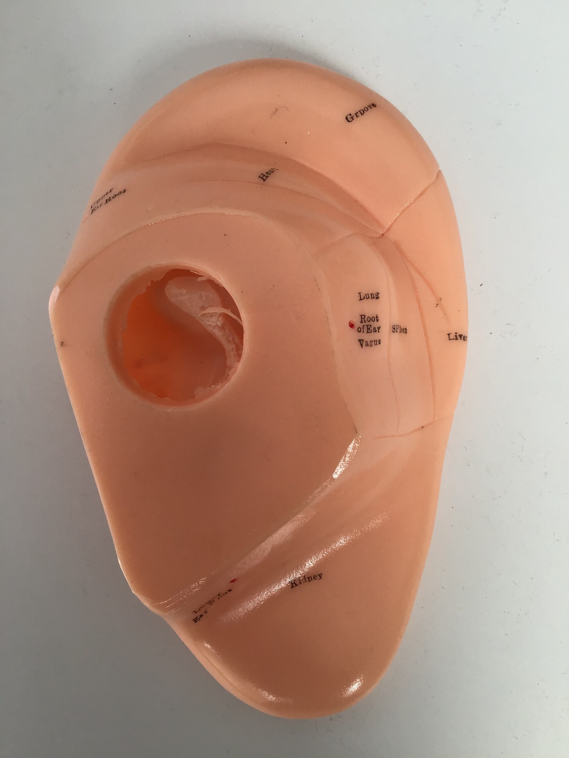 Ear Massage and Acupoints Model, 17cm Reflex Zone Model Plus 22cm Ear Acupunctuer Model, English, Auriculotherapy Model