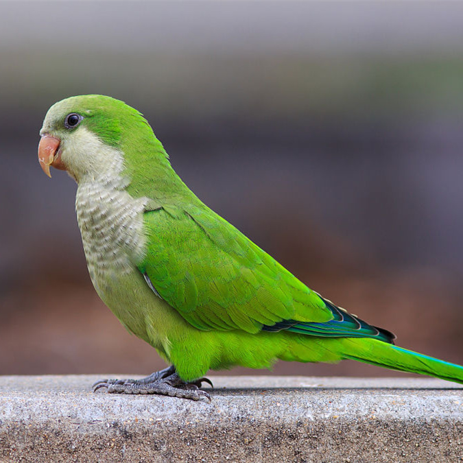 Gingerain Vogel kleding Papegaai kleding Beer originele handgemaakte custom vogel kleding Hooded Trui Beer: Monk Parakeet