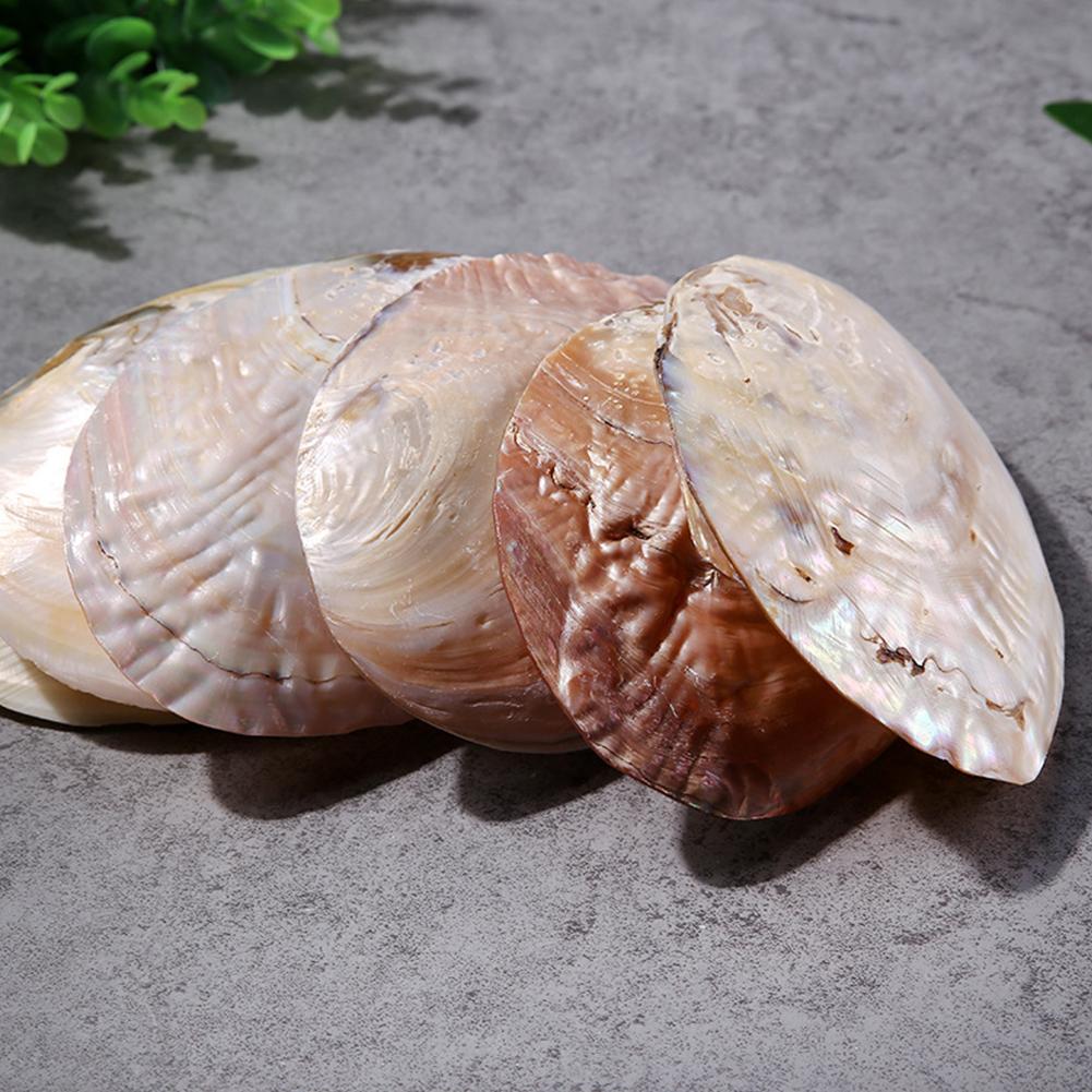 Concha de abulón Natural, conchas de mar grandes, decoración Náutica para el hogar, jabonera, bricolaje, paisaje para acuario, decoración de boda