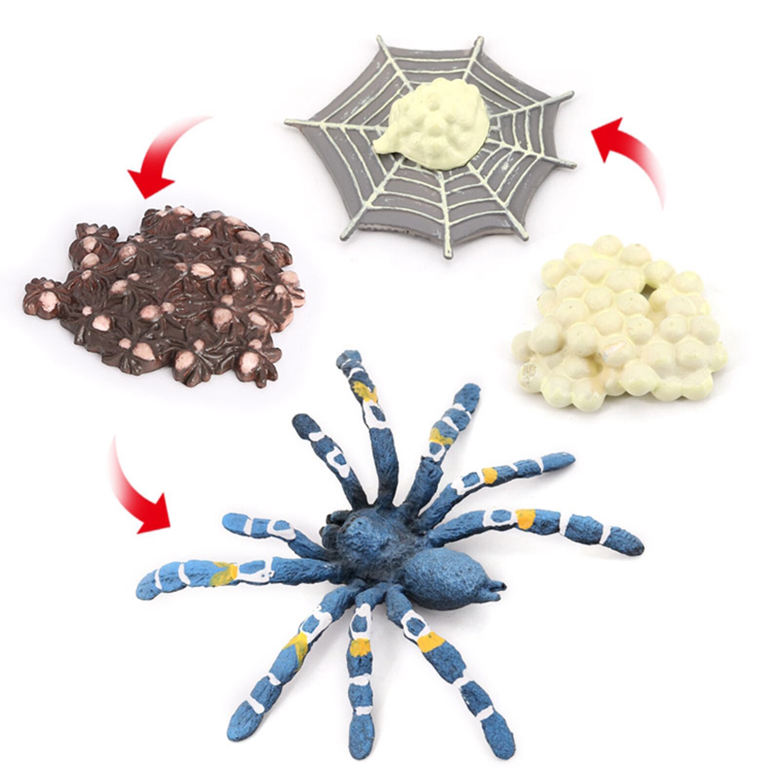 4 etapas del ciclo de la vida de un pájaro, comer, Araña, insectos, naturaleza, ciclo de vida, modelo de crecimiento, juego Prop, insecto, Animal, juguete Natural