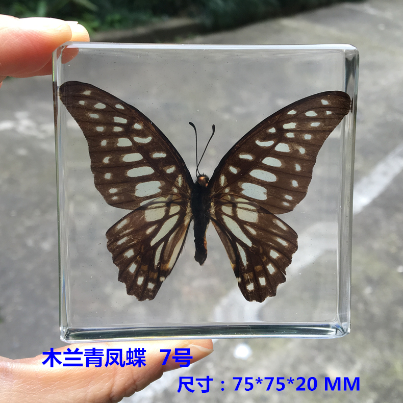 Animal Specimen Onderwijs Kinderen Speelgoed Dier Vlinder Hars Specimen Amber Goederen Van Voor Display Eerder Dan Voor Dragonfly