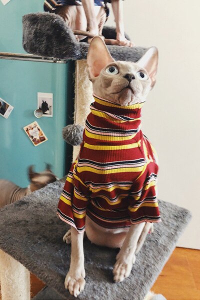 chat tricoté vêtements pour Sphinx vêtements sans poils chat vêtements rayé vêtements pull vêtements pour animaux de compagnie chat fournisseur XS à XL: Rouge / M