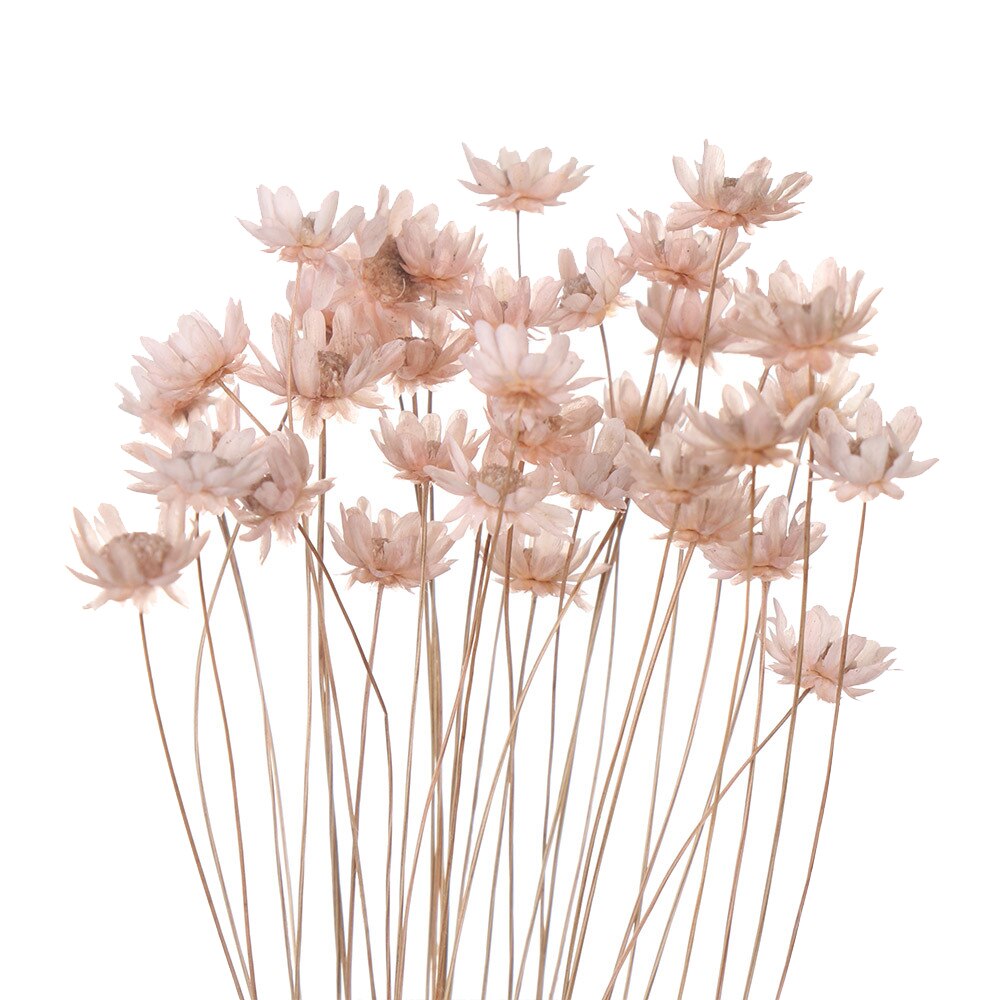 Flores secas frescas naturales de margaritas, ramo para la boda, decoración del hogar, Fondo de fotografía: 09