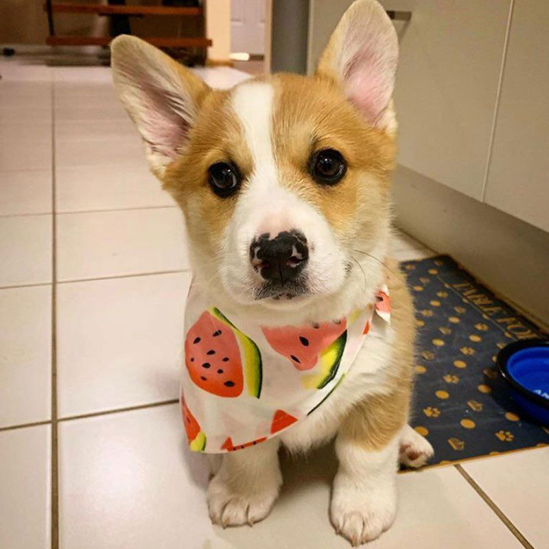 ananas frukt skrive ut kjæledyr hund bandana liten hund katt skjerf justerbar bomull hund valp fersken sommer kjæledyr hund stell tilbehør